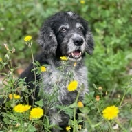 Atila, 12 años