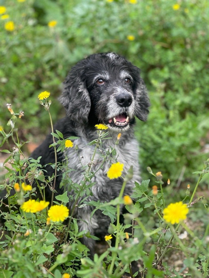 Atila, un perro de 12 años, protagonista de esta historia